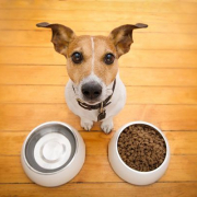 A-hungry-dog-looking-up-near-his-food-and-water-bowl-600x400.jpg.optimal