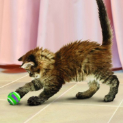 KONG Cat Toy Tennis Balls with Bells