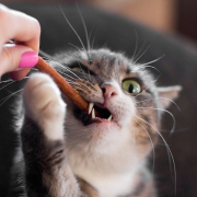 cat-is-chewing-on-a-treat_Marinka-Buronka_shutterstock
